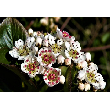 ARONIA czarna krzaczasta obficie owocuje - sadzonki 50 / 60 cm